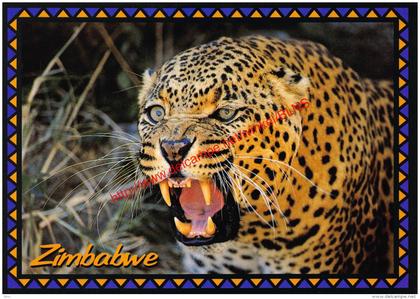 Leopard - Zimbabwe