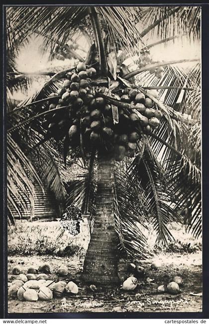 AK Singapur, Kokosnusspalme