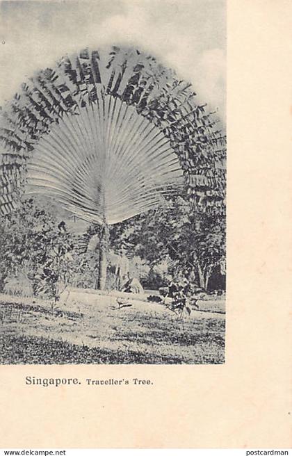 Singapore - Traveller's Tree