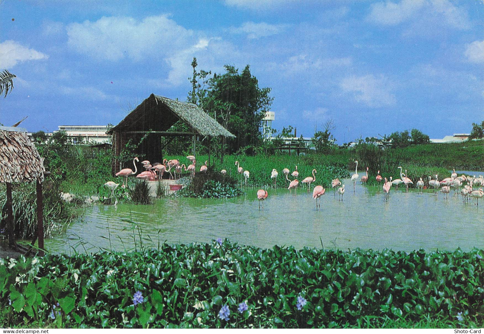 SINGAPOUR SINGAPOUR JURONG BIRD PARK