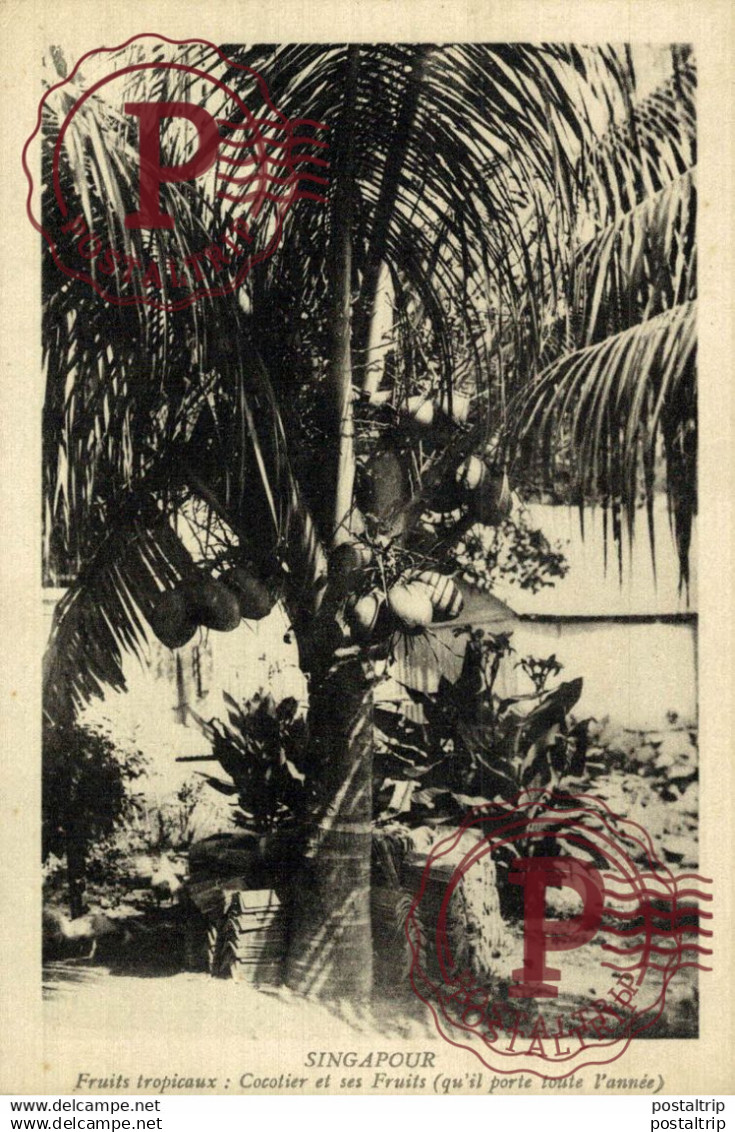 SINGAPUR // SINGAPOUR. COCOTIER