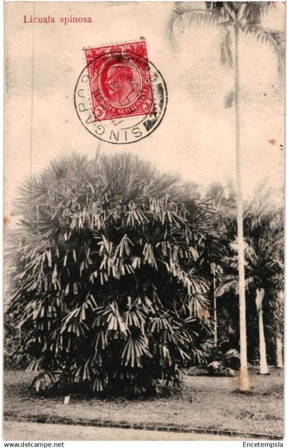 CPA Carte Postale  Asie   Singapour Licuala spinosa 1909 VM94890