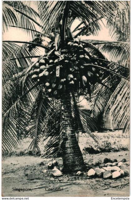 CPA  Carte Postale  Singapour Coconut   VM109831ok