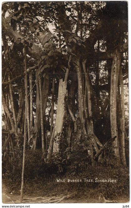 Singapour - Singapore - Wild Rubber Tree - Carte postale vierge