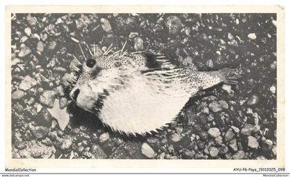 AYUP6-0446-SAINTE-HELENE - ASCENSION - Poisson armé