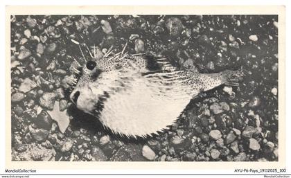 AYUP6-0447-SAINTE-HELENE - ASCENSION - Poisson armé