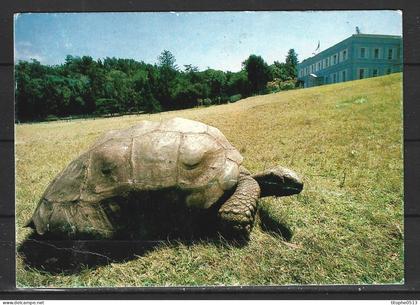 SAINTE-HELENE. Carte postale écrite en 1982. Plantation House/Tortue.