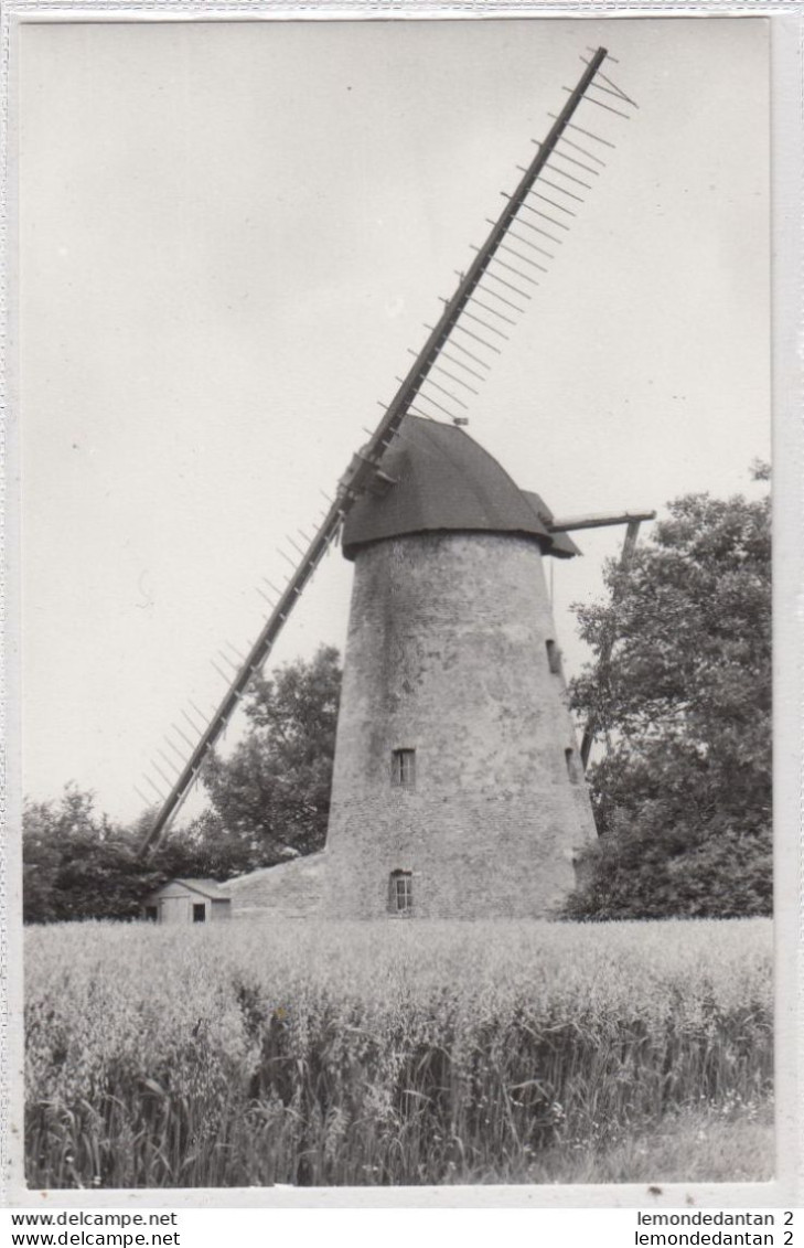 Sint-Kornelis-Horebeke. Hoogkoutermolen. *