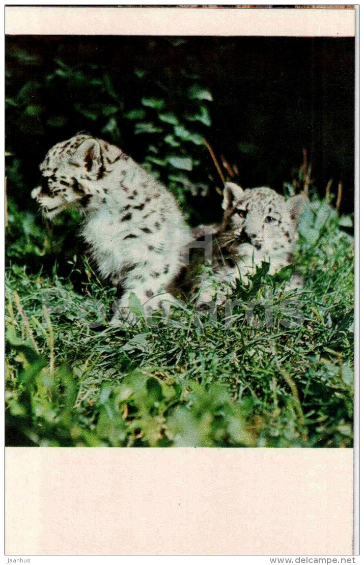 Snow leopard - Panthera uncia - 1974 - Kyrgyzstan USSR - unused