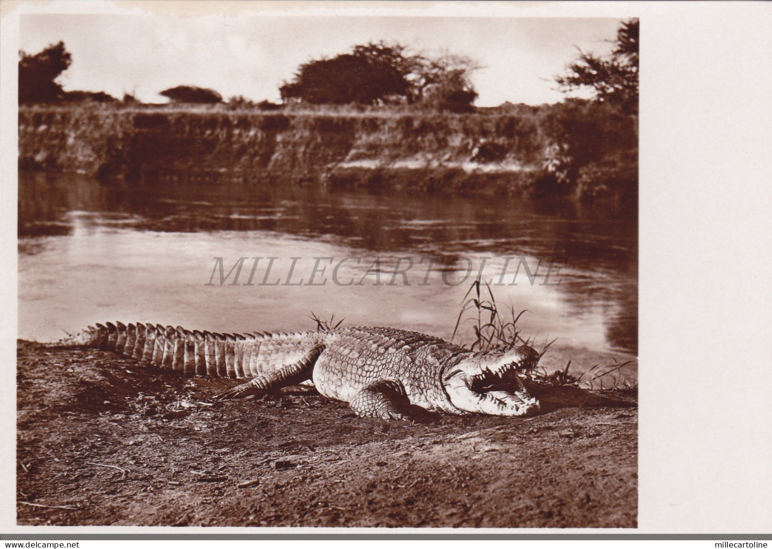 SOMALIA - Coccodrillo sul Giuba, Parodi Mogadiscio Photo Postcard