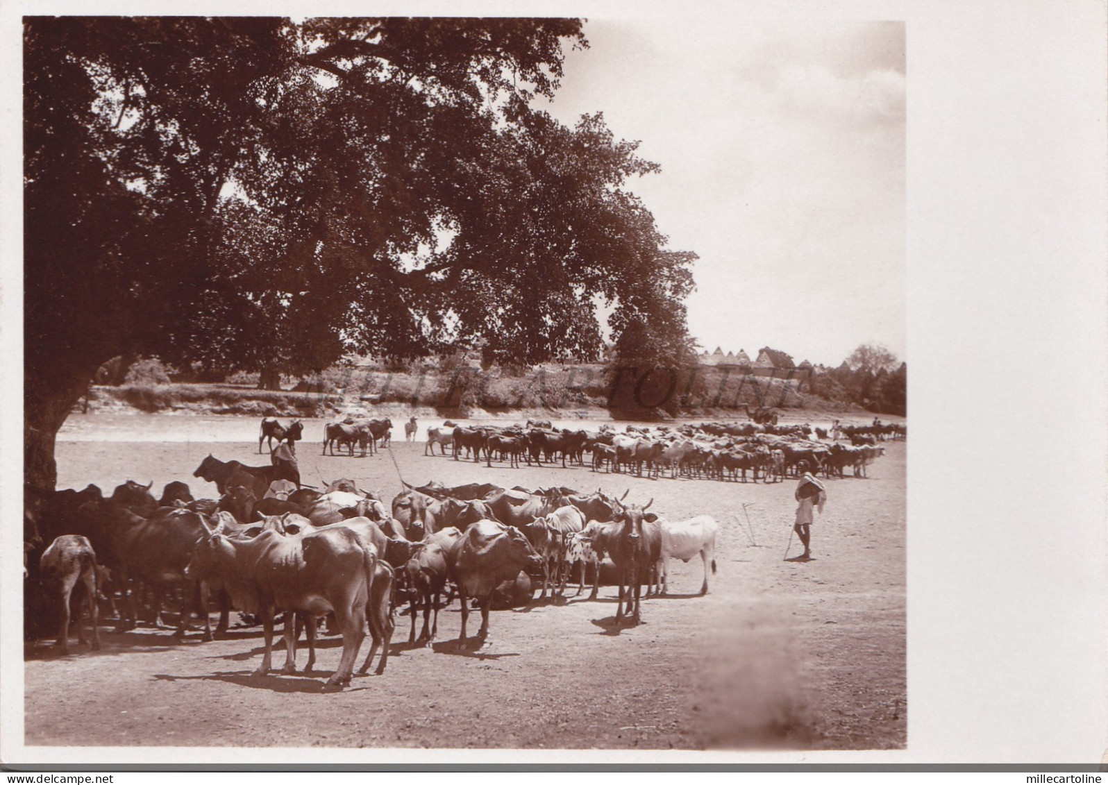 SOMALIA - Patrimonio Zootecnico, Parodi Mogadiscio Photo Postcard