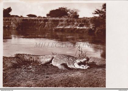 SOMALIA - Coccodrillo sul Giuba, Parodi Mogadiscio Photo Postcard