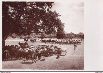 SOMALIA - Patrimonio Zootecnico, Parodi Mogadiscio Photo Postcard