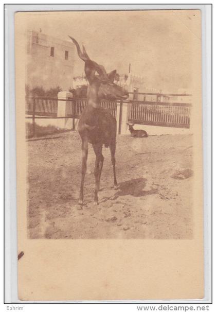 Somalie Somalia Mogadiscio Kudu Carte-photo