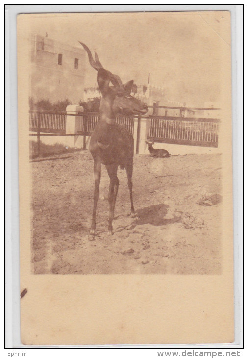 Somalie Somalia Mogadiscio Kudu Carte-photo
