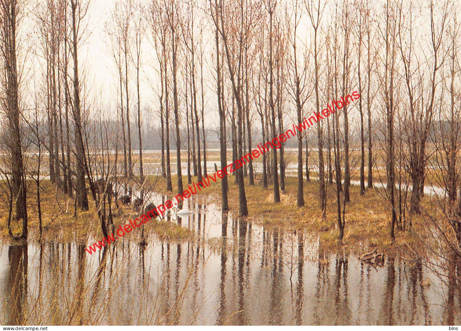 Sombeekse meersen - potpolder - Waasmunster