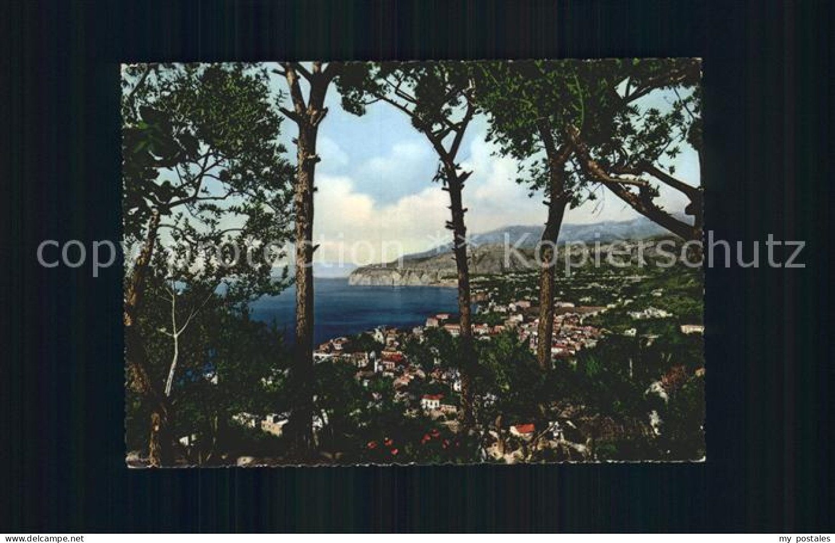 Sorrento Campania Pini