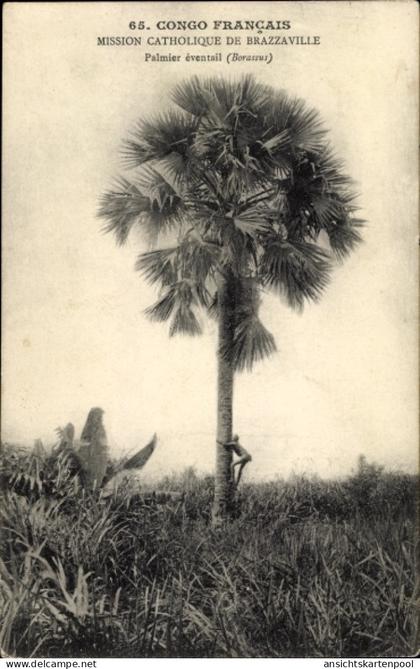 CPA Brazzaville Französisch Kongo, Palmier eventail