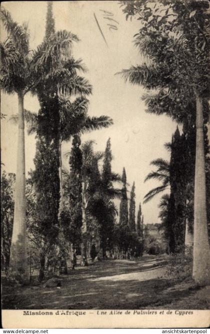 CPA Französisch Kongo, Palmen und Zypressen Allee