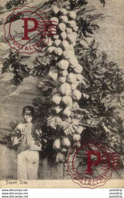 SUDAFRICA // SOUTH AFRICA - PAPAW TREE