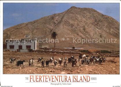 Fuerteventura