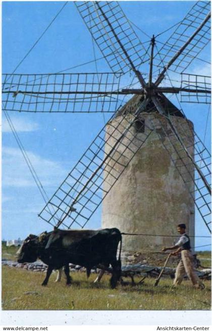 20068330 - Formentera - Windmuehle, Ochsen