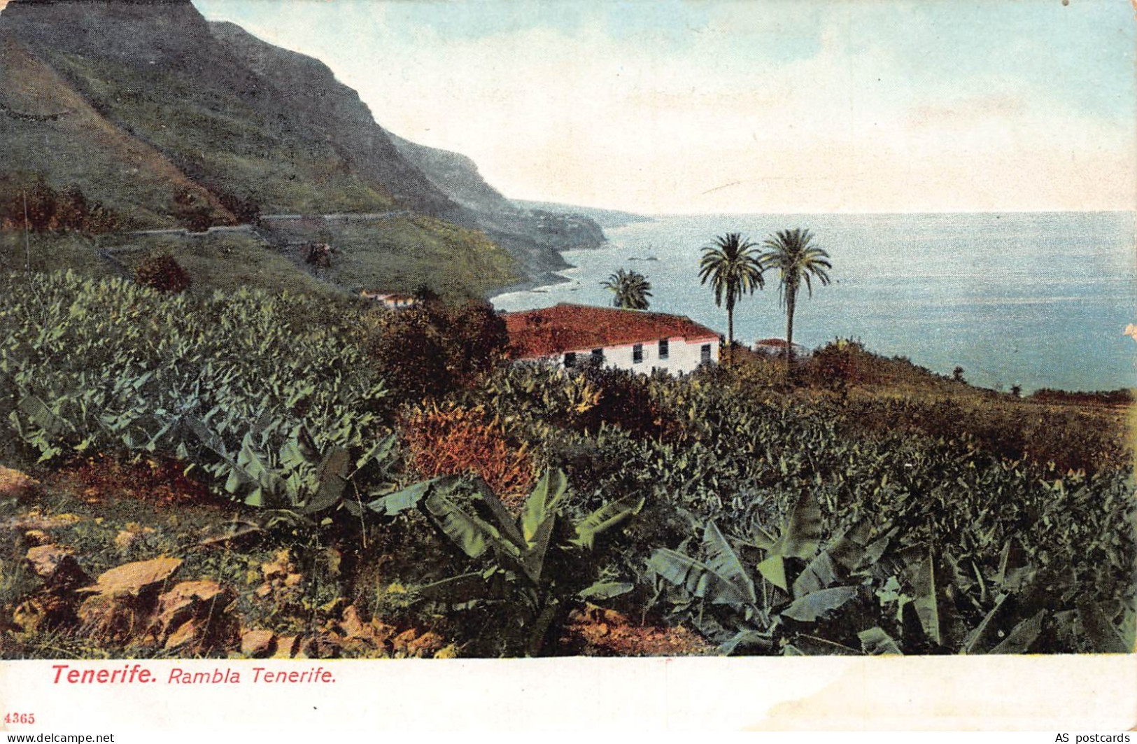 Spain Tenerife Rambla Tenerife vintage postcard B781