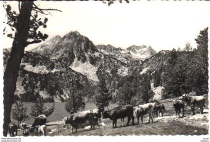 POSTAL    VALLE DE ESPOT  -LERIDA  - GANADERIA EN SAN MAURICIO