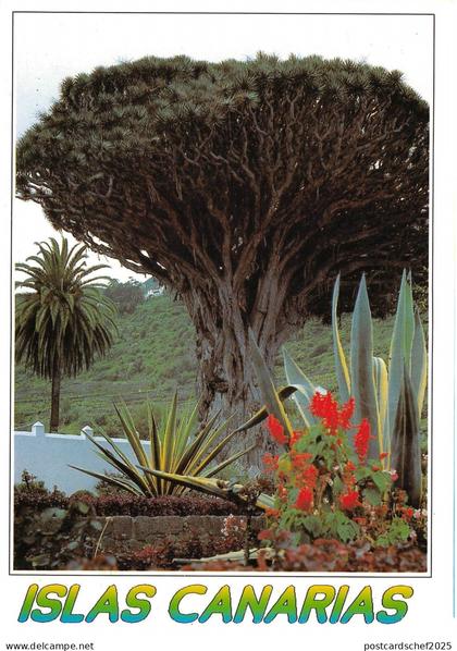 BG27583 islas canarias    spain