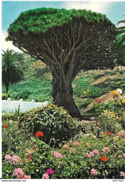 CP TENERIFE
