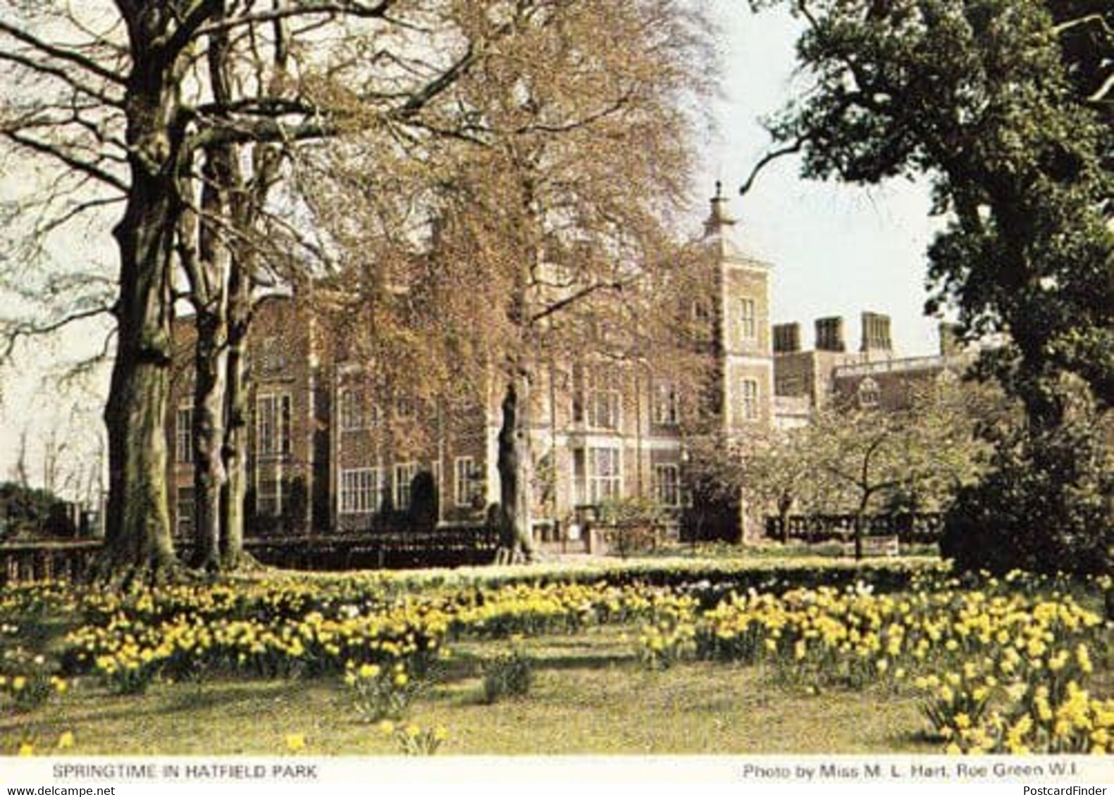 Spring In Hatfield Park Herts Hertfordshire Womens Institute Postcard
