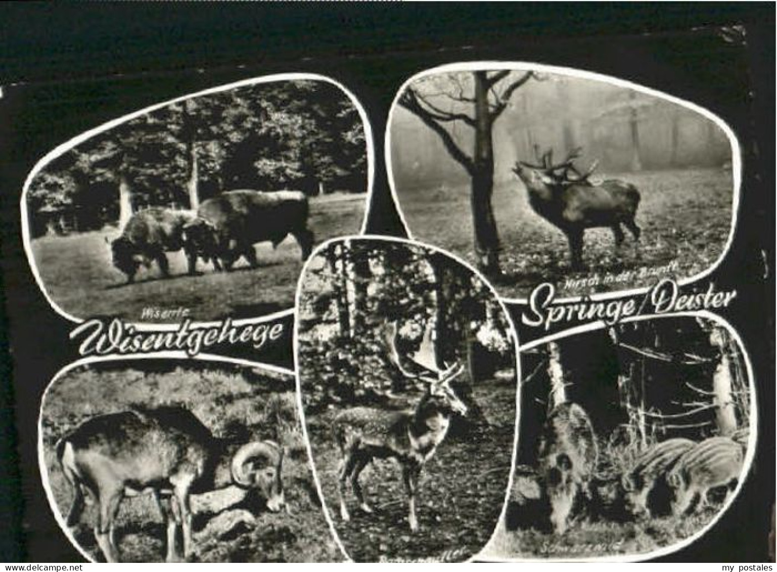 Springe Deister Springe Wisentgehege x 1960