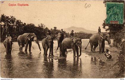 PC CEYLON SRI LANKA CEYLON ELEPHANTS (a75822)