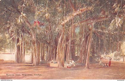 Sri Lanka Ceylon Banyan Tree Negombo vintage postcard