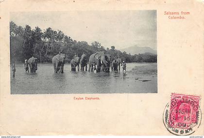 Sri Lanka - Ceylon elephants - Publ. Plâté & Co.