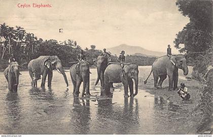 Sri Lanka - Ceylon elephants - Publ. Plâté & Co. 60