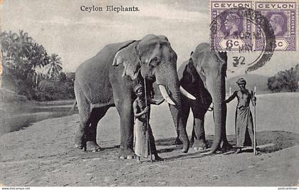 Sri Lanka - Ceylon elephants - Publ. Plâté Ltd. 41
