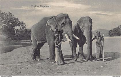 Sri Lanka - Ceylon elephants - Publ. Plâté Ltd. 41