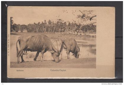 Sri Lanka -  Colombo - Ceylon - Buffaloes - Buffles de Ceylan