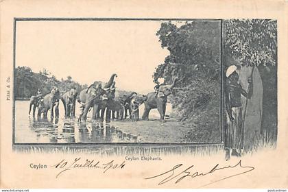 Sri Lanka - The Ceylon Elephants - Publ. Plâté & Co.