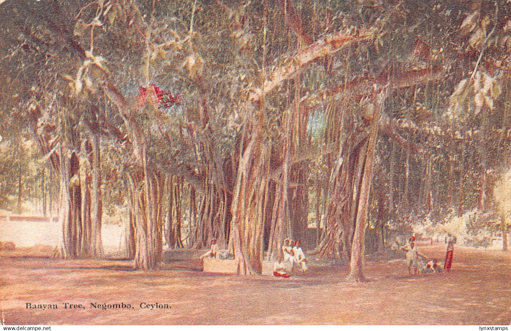 Sri Lanka Ceylon Banyan Tree Negombo vintage postcard