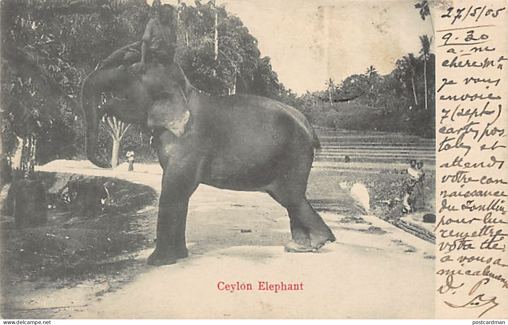 Sri Lanka - Ceylon elephant