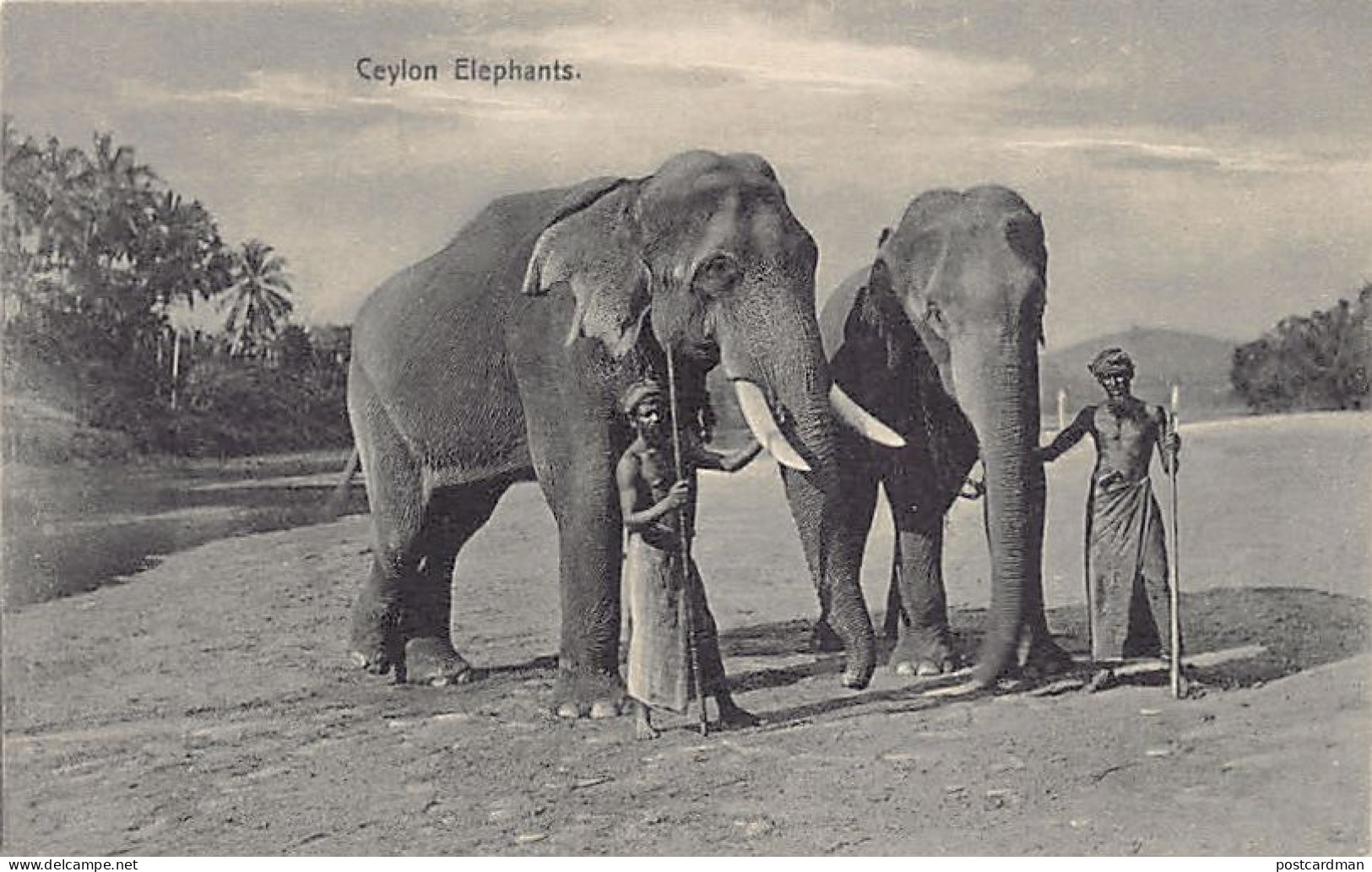 Sri Lanka - Ceylon elephants - Publ. Plâté Ltd. 41