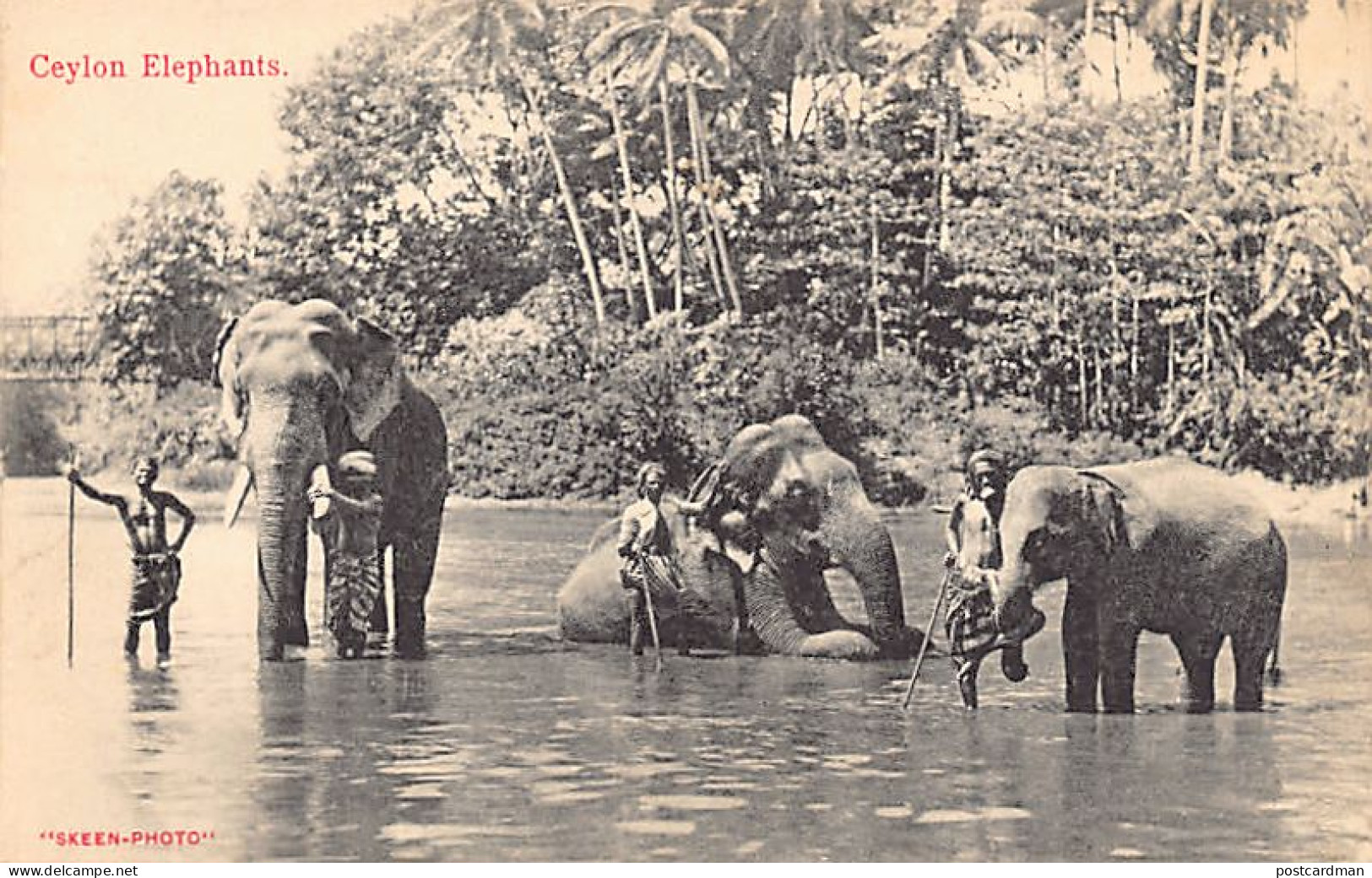 Sri Lanka - Ceylon elephants - Publ. Skeen-Photo
