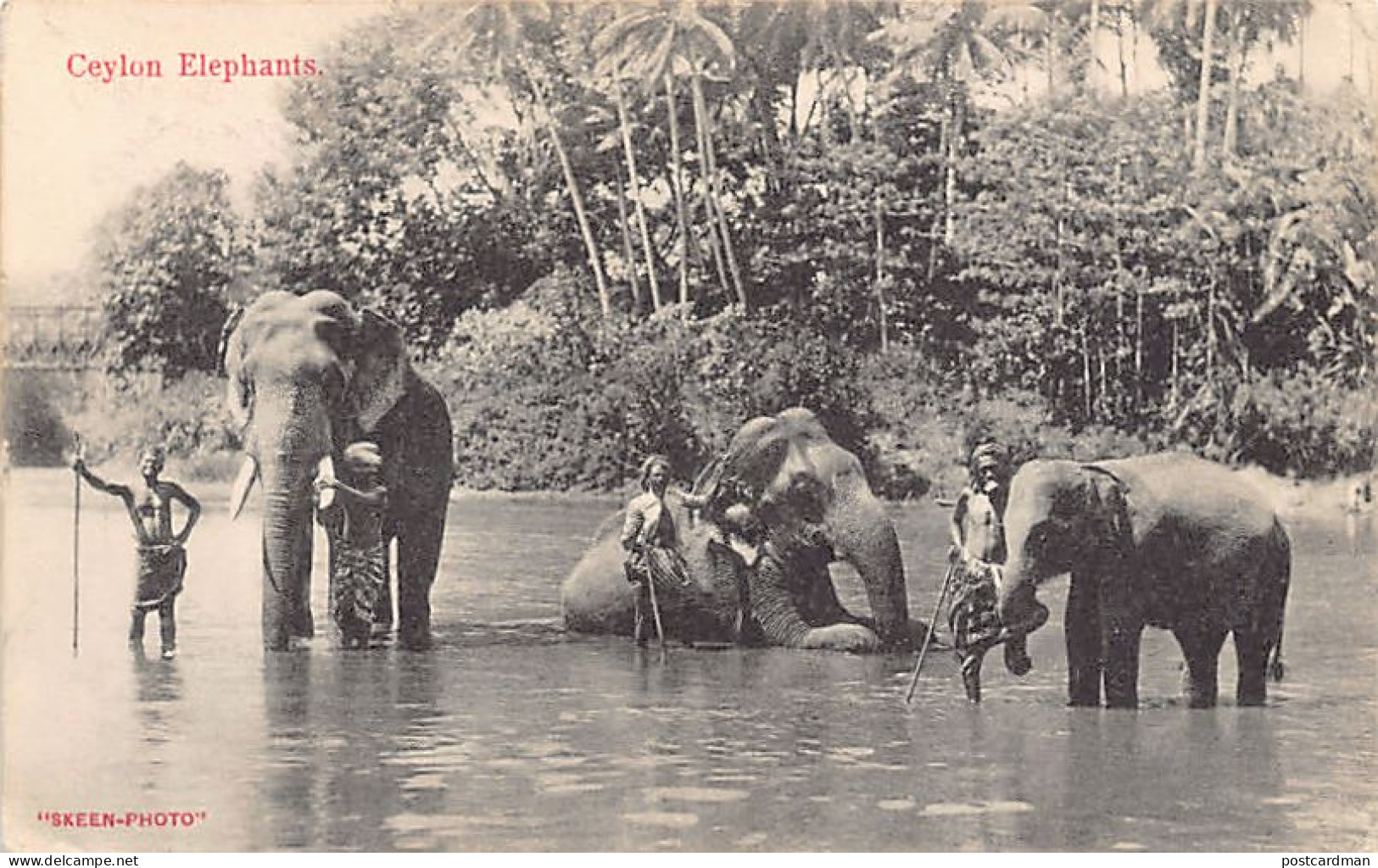 Sri Lanka - Ceylon elephants - Publ. Skeen-Photo