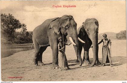 PC CEYLON SRI LANKA CEYLON ELEPHANTS (a75813)