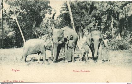 PC CEYLON - SRI LANKA, CEYLON ELEPHANTS, Vintage Postcard (b37625)