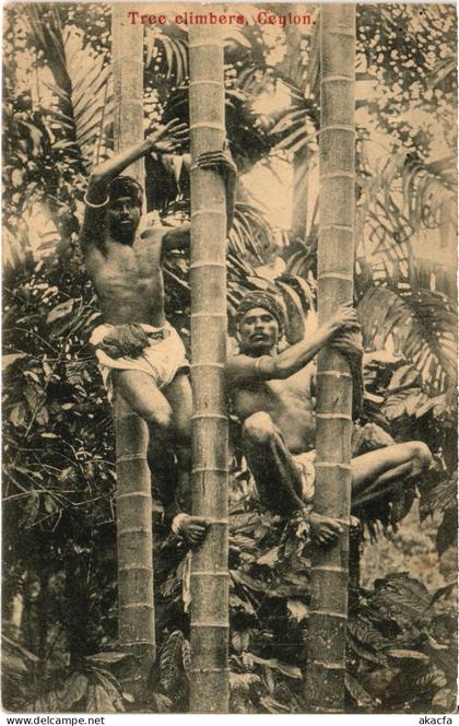 PC CEYLON SRI LANKA TREE CLIMBERS, CEYLON (a75869)