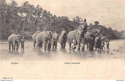 Sri Lanka - Ceylon elephants - Publ. Plâté & Co.