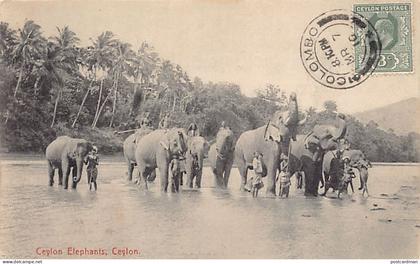 Sri Lanka - Ceylon elephants - Publ. Plâté & Co. 60